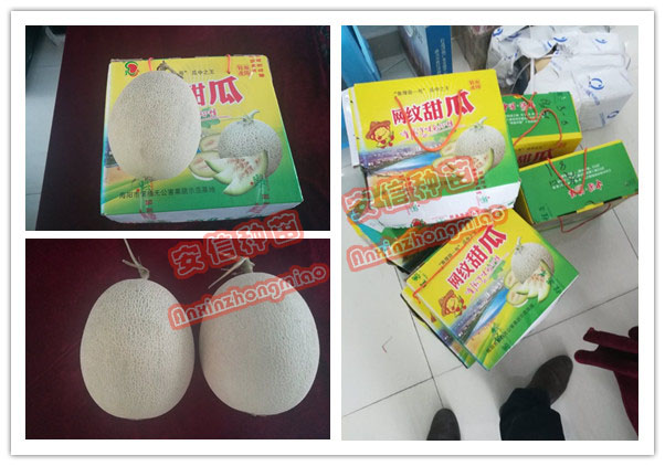 甜瓜苗廠家——安信種苗 甜瓜苗廠家——安信種苗