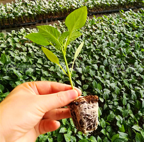 辣椒苗廠家—安信種苗 辣椒苗廠家—安信種苗