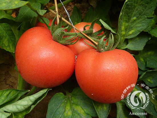 安信種苗種植棚——西紅柿成果 安信種苗種植棚——西紅柿成果
