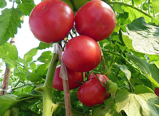 西紅柿苗 歐帝 西紅柿苗 歐帝