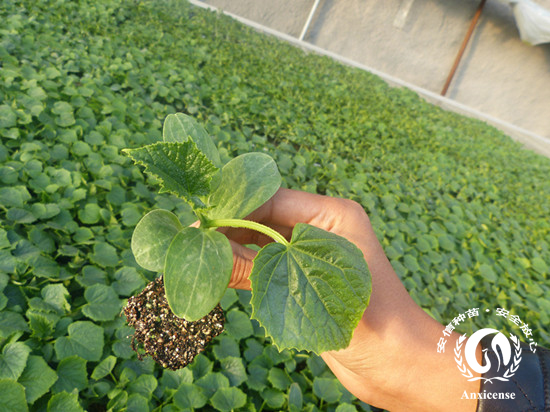 安信嫁接黃瓜苗 安信嫁接黃瓜苗