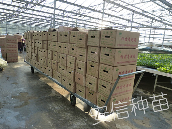 安信種苗送苗專用箱 安信種苗送苗專用箱