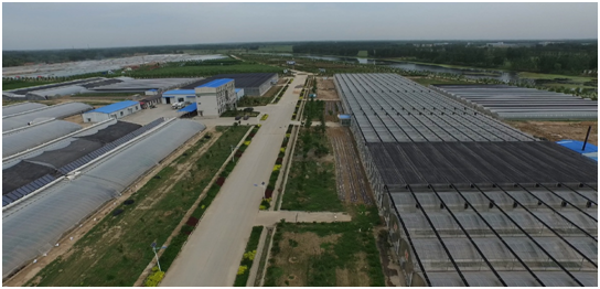 安信種苗-專業(yè)蔬菜種苗培育基地 安信種苗-專業(yè)蔬菜種苗培育基地