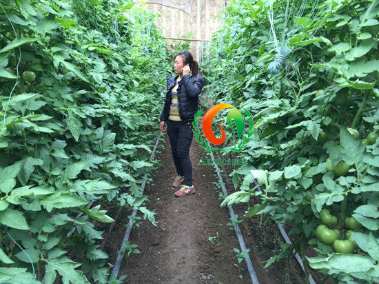 西紅柿苗碩豐689的田間表現(xiàn) 西紅柿苗碩豐689的田間表現(xiàn)