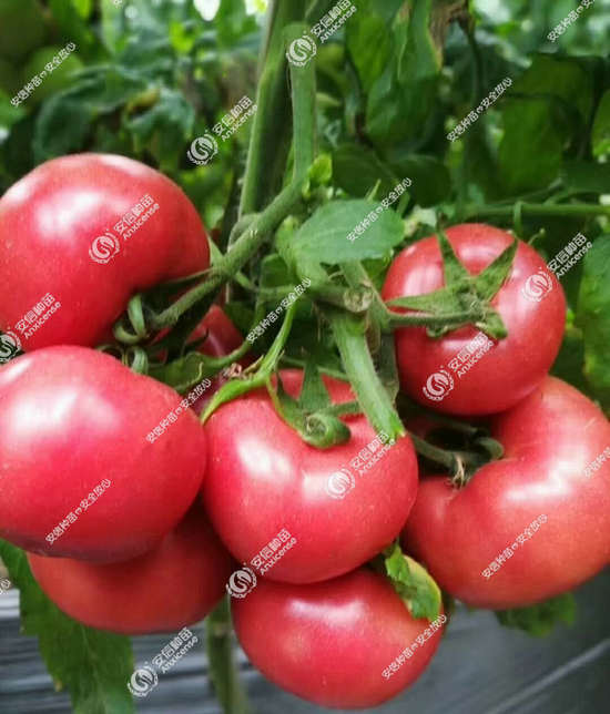 安納西果色靚麗 安納西果色靚麗