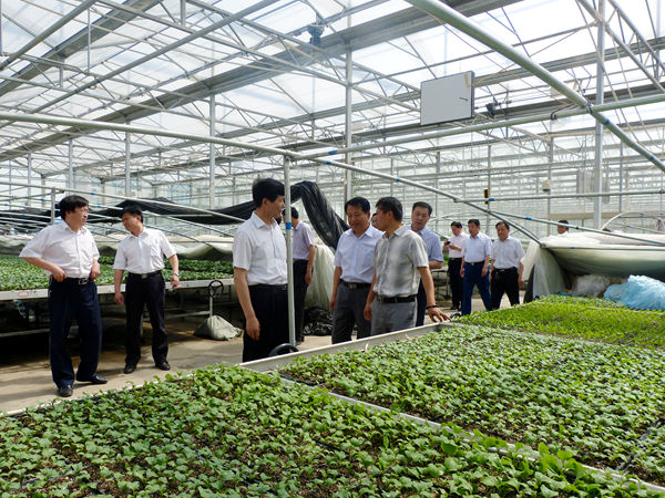 熱烈歡迎江蘇沛縣政協(xié)領導參觀安信農業(yè)蔬菜種苗基地