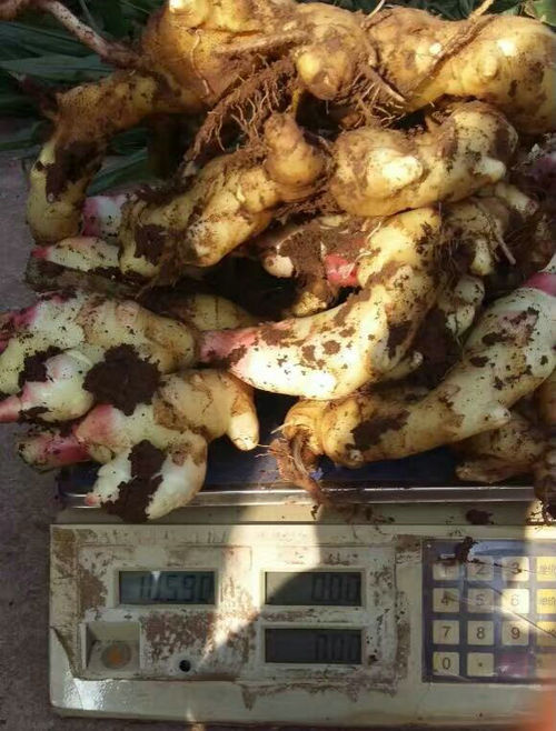 使用底肥魔瑞生的大姜產(chǎn)量高！