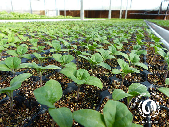 安信種苗茄子苗 安信種苗茄子苗