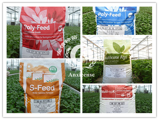 安信種苗進(jìn)口水溶肥 安信種苗進(jìn)口水溶肥