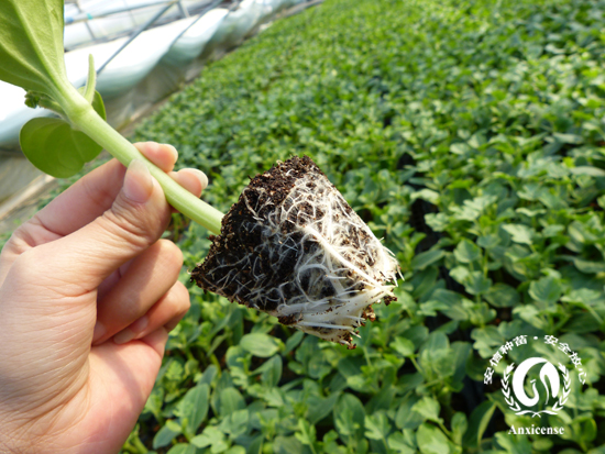 西瓜苗---安信種苗 西瓜苗---安信種苗