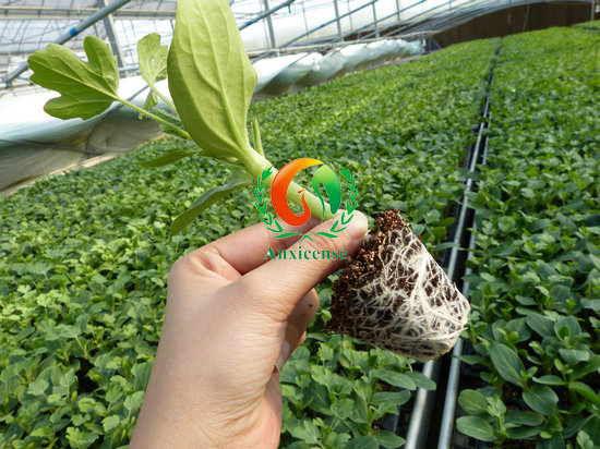 西瓜嫁接苗圖片 西瓜嫁接苗圖片