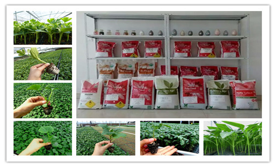 安信種苗主營產(chǎn)品 安信種苗主營產(chǎn)品