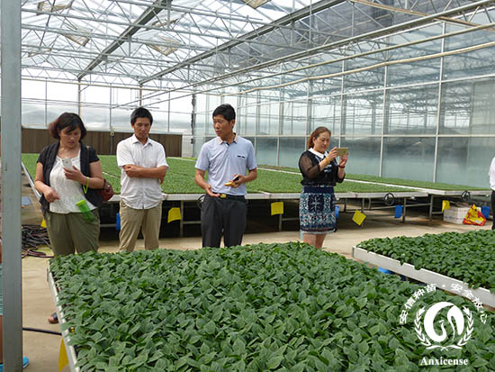 安信種苗甜椒苗 安信種苗甜椒苗