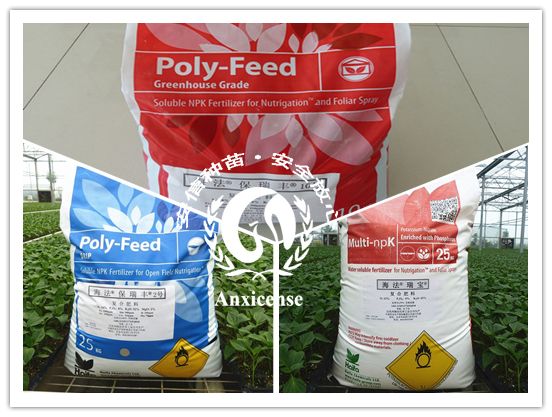 安信種苗保瑞豐 安信種苗保瑞豐