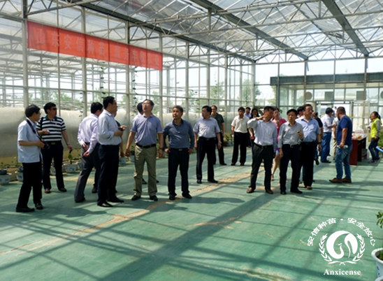 安信種苗連棟溫室 安信種苗連棟溫室