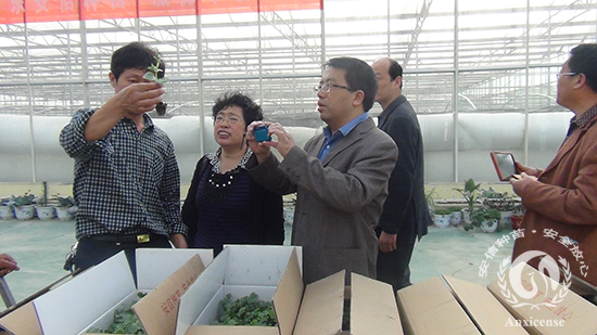 專家一行實地觀看完嫁接西瓜苗生產(chǎn)線 專家一行實地觀看完嫁接西瓜苗生產(chǎn)線