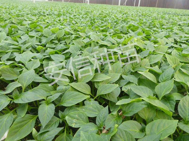 安信甜椒苗種植基地 安信甜椒苗種植基地