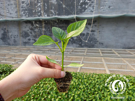 安信種苗甜椒苗 安信種苗甜椒苗