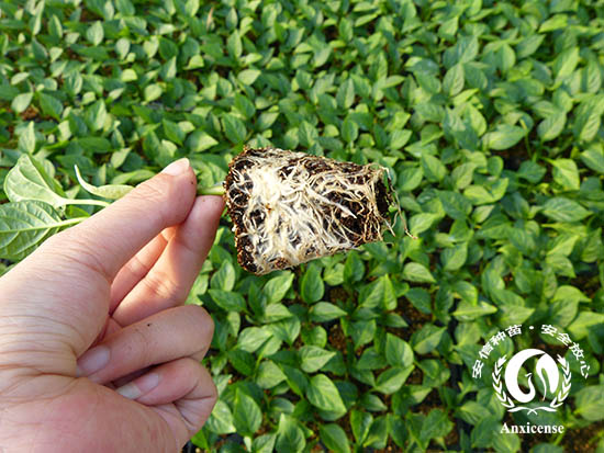 甜椒苗凱萊根系發(fā)達 甜椒苗凱萊根系發(fā)達