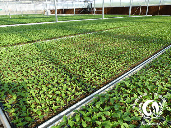 安信種苗辣椒苗 安信種苗辣椒苗