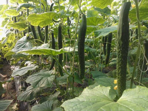 黃瓜嫁接苗 安信種苗 黃瓜嫁接苗 安信種苗
