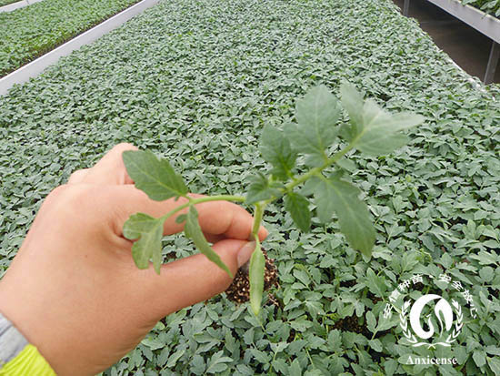 番茄苗 番茄苗