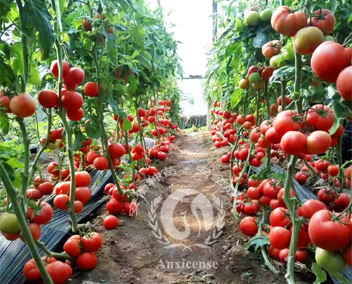 以色列海澤拉優(yōu)秀番茄苗品種——圣羅蘭3689 以色列海澤拉優(yōu)秀番茄苗品種——圣羅蘭3689