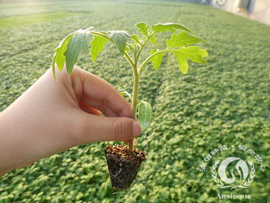 西紅柿苗_安信種苗 西紅柿苗_安信種苗