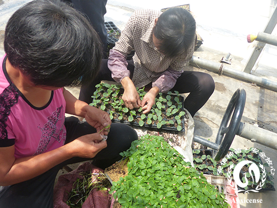 專業(yè)嫁接人員 專業(yè)嫁接人員