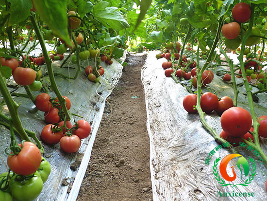 西紅柿苗 碩豐689 西紅柿苗 碩豐689