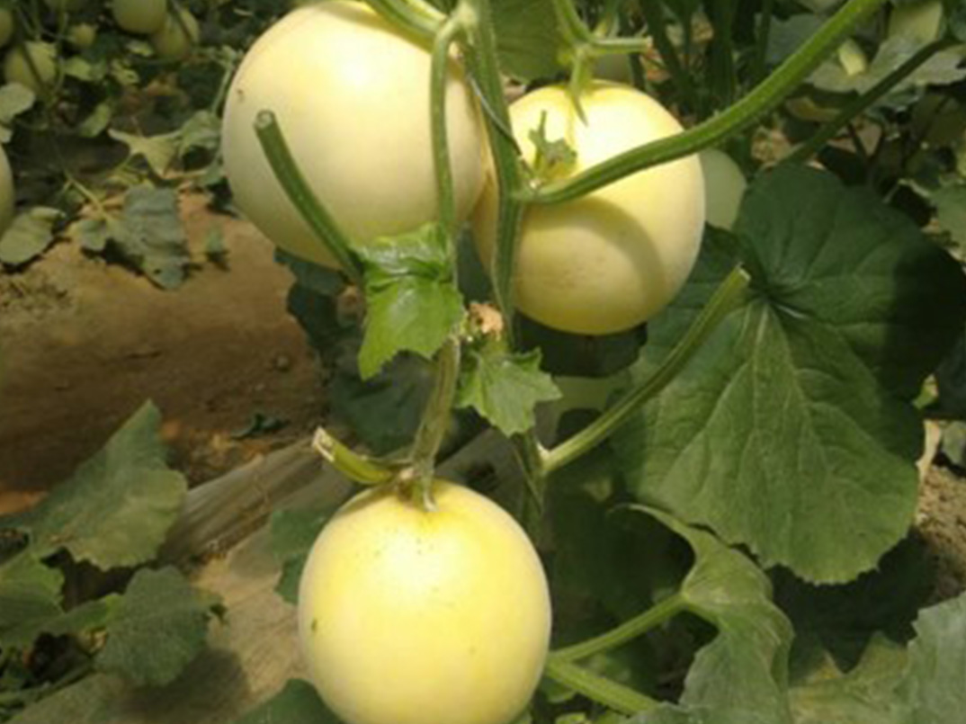 景甜5號(hào)（黃皮）