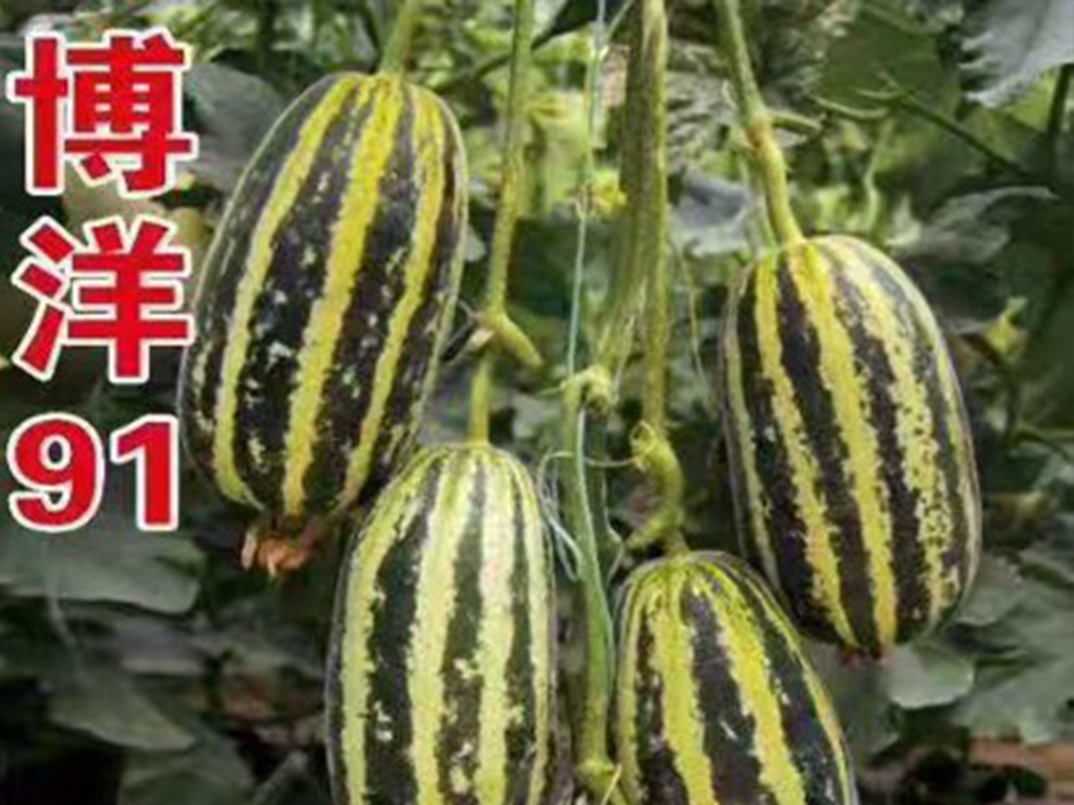 博洋91 博洋91