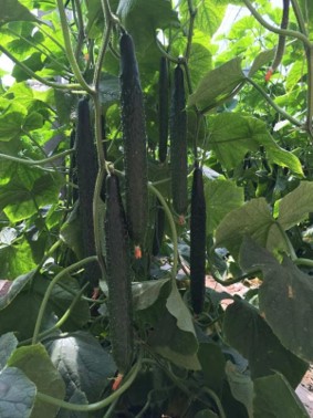 碩豐210.jpg 碩豐210.jpg