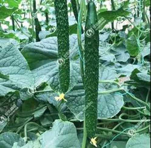 亮劍.jpg 亮劍.jpg