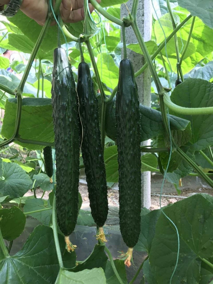 津強(qiáng)208.jpg 津強(qiáng)208.jpg