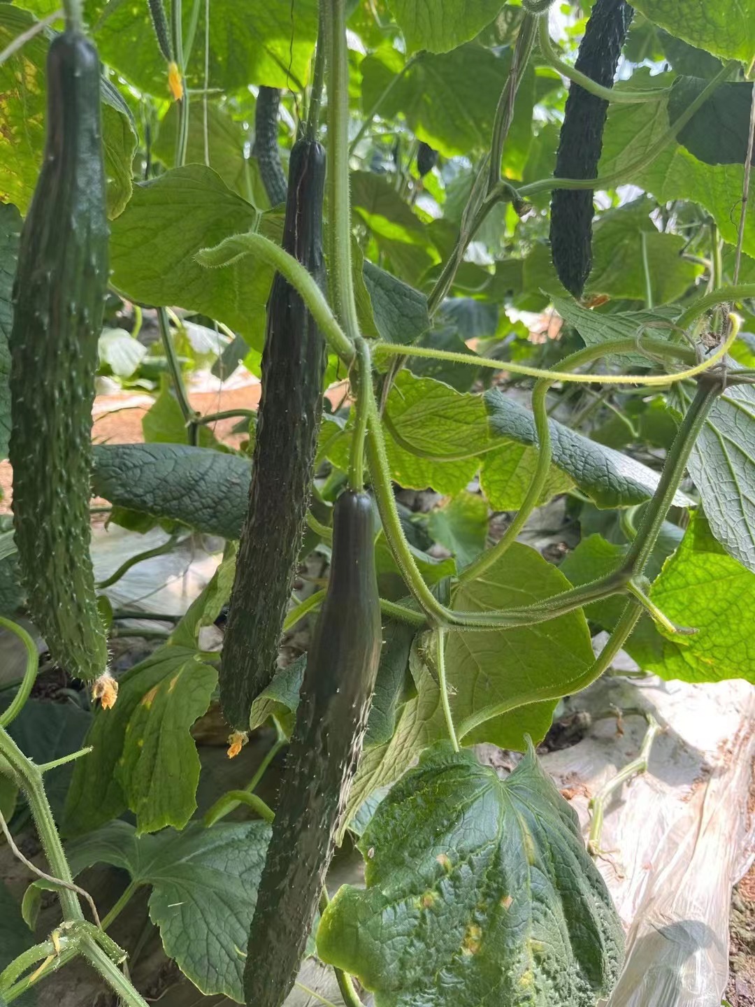 碩豐218.jpg 碩豐218.jpg